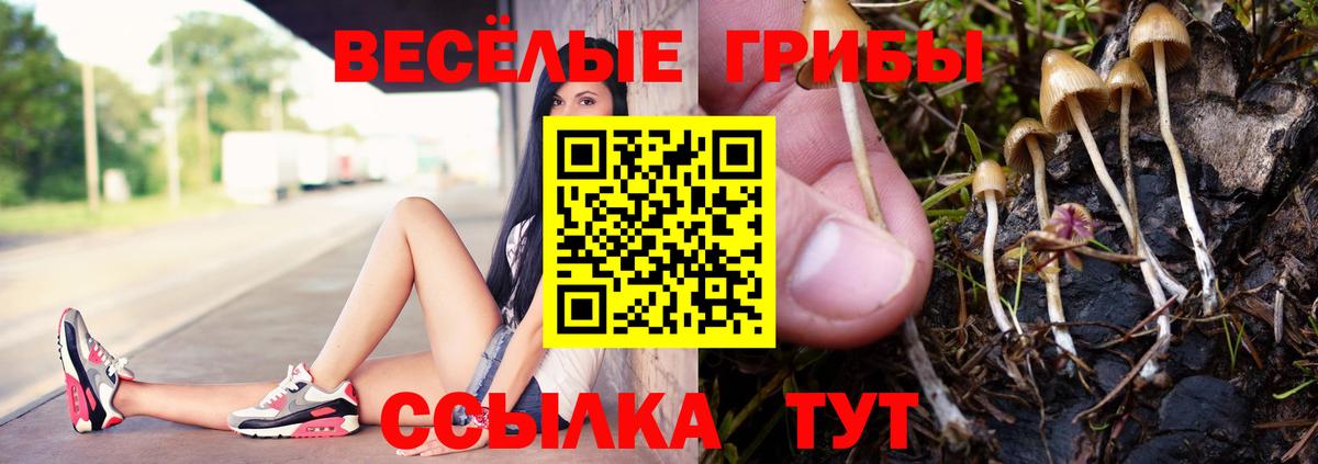 Псилоцибиновые грибы Psilocybine cubensis Мценск